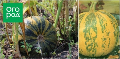 Топ-15 самых крупных сортов тыквы: настоящие гиганты на грядке