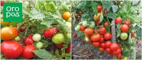 Первые помидоры в июне - это реально! Самые ранние сорта и гибриды томатов