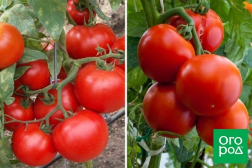 Малыши-крепыши: 20 лучших низкорослых сортов и гибридов томата