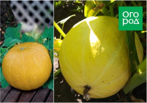 Топ-15 самых крупных сортов тыквы: настоящие гиганты на грядке