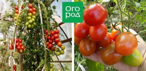 19 лучших сортов томатов черри: для теплицы, открытого грунта и балкона