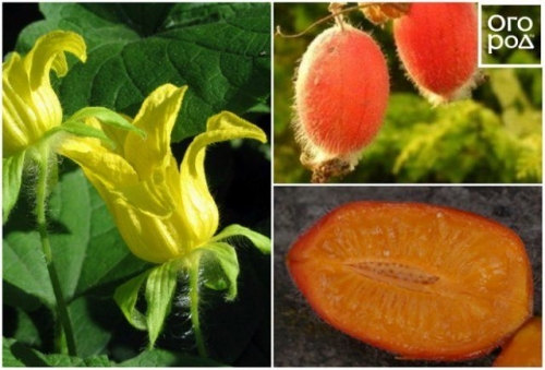 Необычные и экзотические виды огурцов для дачи