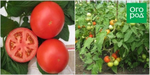 Первые помидоры в июне - это реально! Самые ранние сорта и гибриды томатов