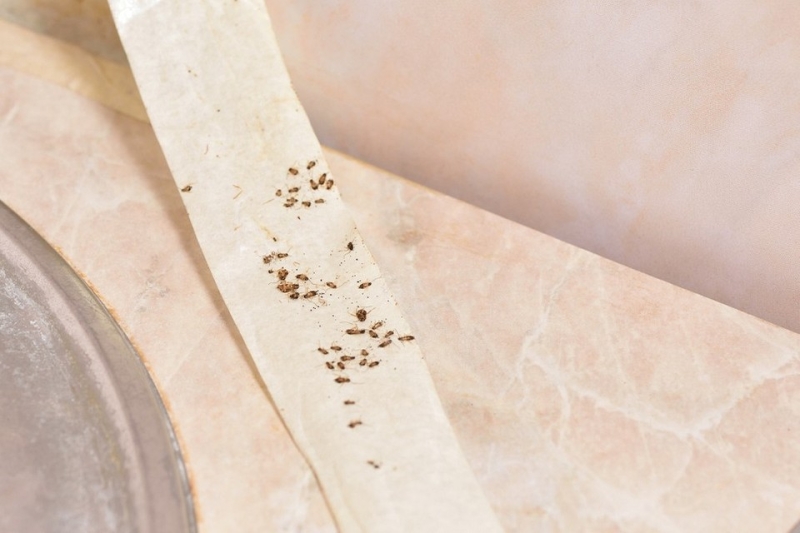 Как избавиться от чешуйниц в квартире: первые действия, 4 способа избавления и профилактика