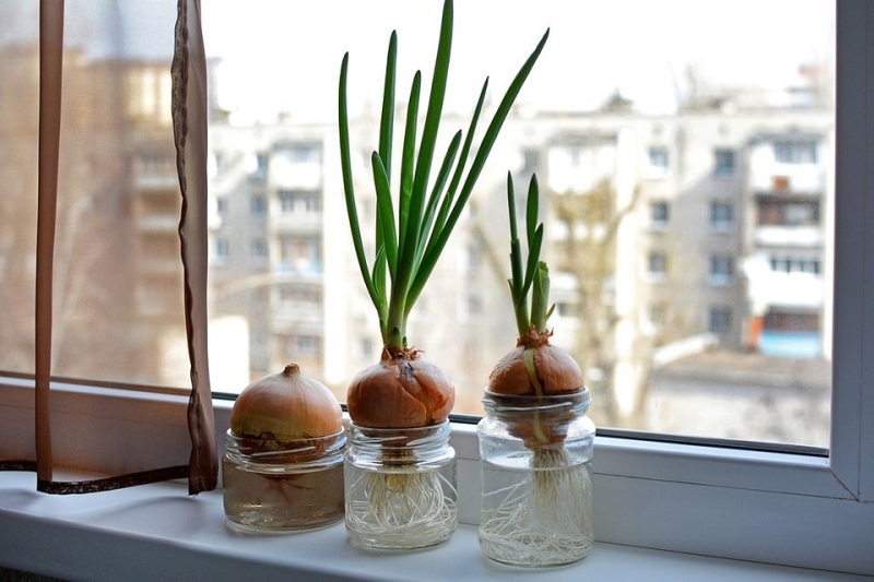 Выращиваем лук на подоконнике: 8 способов получить урожай, правила и советы по уходу