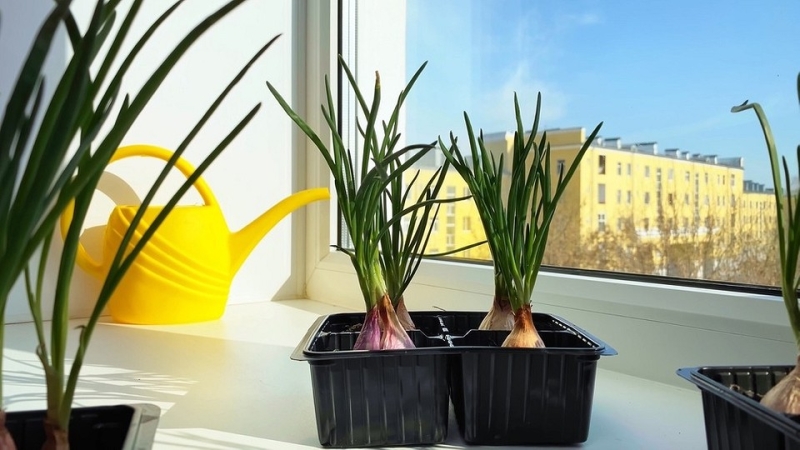 Выращиваем лук на подоконнике: 8 способов получить урожай, правила и советы по уходу