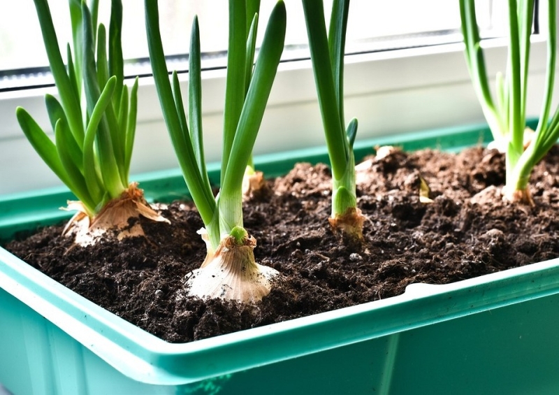 Выращиваем лук на подоконнике: 8 способов получить урожай, правила и советы по уходу