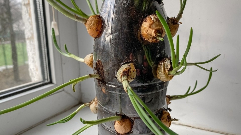 Выращиваем лук на подоконнике: 8 способов получить урожай, правила и советы по уходу