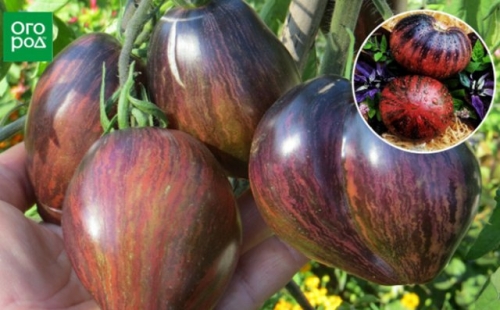 20 самых урожайных сортов томатов для теплицы