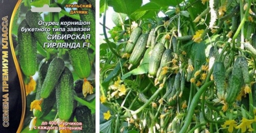 15 лучших сортов и гибридов пучковых огурцов: новинки и проверенные варианты