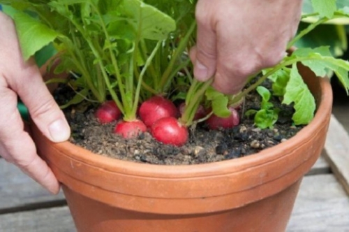 Что посеять в январе, если "чешутся руки"