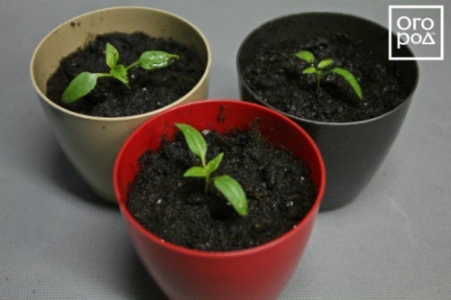 Посев семян перца на рассаду и пикировка: пошаговая инструкция