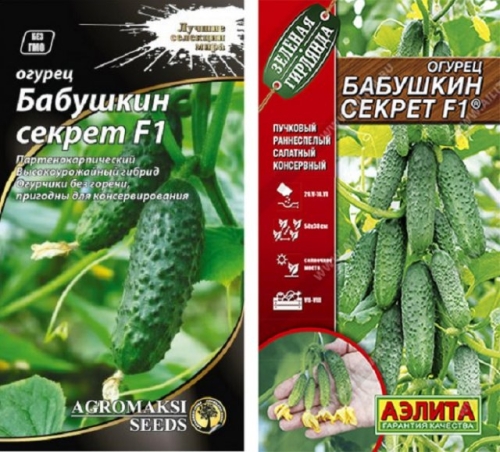 15 лучших сортов и гибридов пучковых огурцов: новинки и проверенные варианты