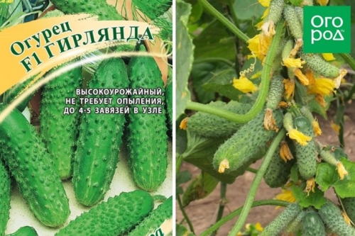 Лучшие сорта и гибриды огурцов без горечи (описание с фото)