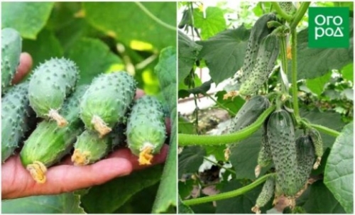 Лучшие сорта и гибриды огурцов для открытого грунта