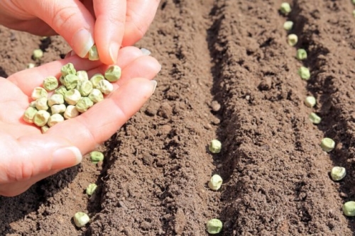 Что посадить после томатов, если растения болели