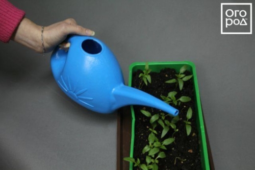 Посев семян перца на рассаду и пикировка: пошаговая инструкция