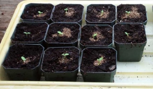 Что посеять в январе, если "чешутся руки"