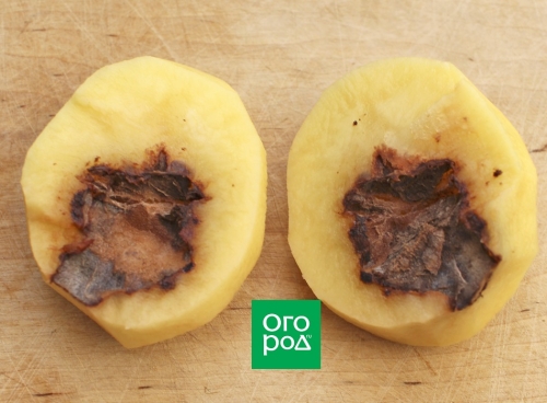 Почему картофель бывает дуплистым