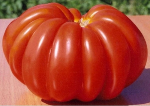 19 гигантов: самые крупноплодные сорта и гибриды томатов