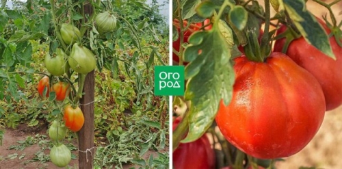 20 самых урожайных сортов томатов для теплицы