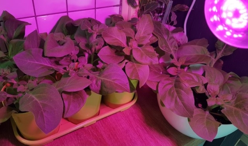 Сколько досвечивать рассаду в январе и феврале