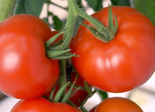 19 гигантов: самые крупноплодные сорта и гибриды томатов