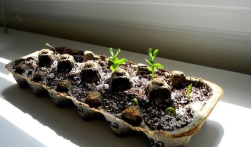 12 способов, как сделать горшочки для рассады своими руками