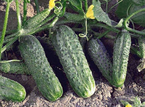 Какие огурцы не боятся мучнистой росы – сорта и гибриды, устойчивые к болезни