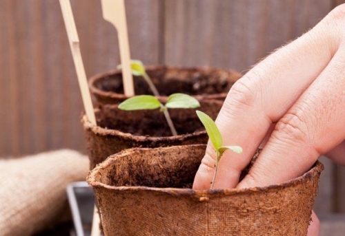 15 ошибок при выращивании рассады, которые мы допускаем чаще всего