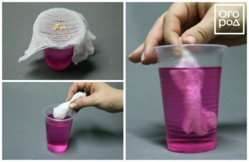 Посев семян перца на рассаду и пикировка: пошаговая инструкция