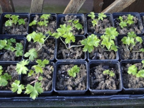 Что посеять в январе, если "чешутся руки"