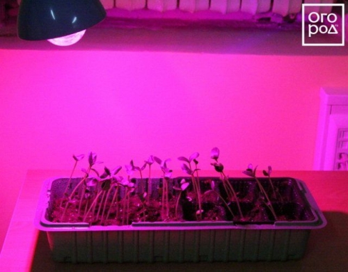 15 ошибок при выращивании рассады, которые мы допускаем чаще всего