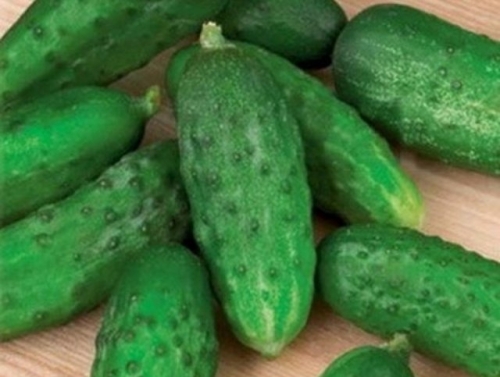 Какие огурцы не боятся мучнистой росы – сорта и гибриды, устойчивые к болезни