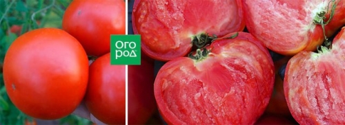 20 самых урожайных сортов томатов для теплицы