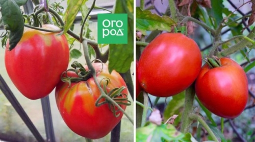 20 самых урожайных сортов томатов для теплицы