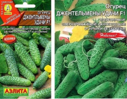 15 лучших сортов и гибридов пучковых огурцов: новинки и проверенные варианты