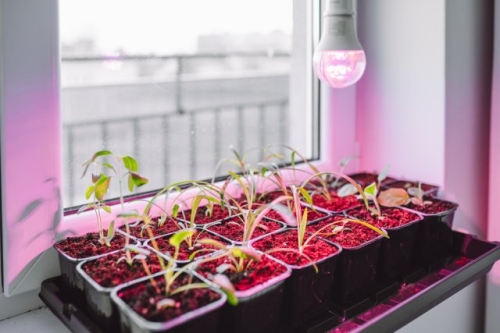 Сколько досвечивать рассаду в январе и феврале