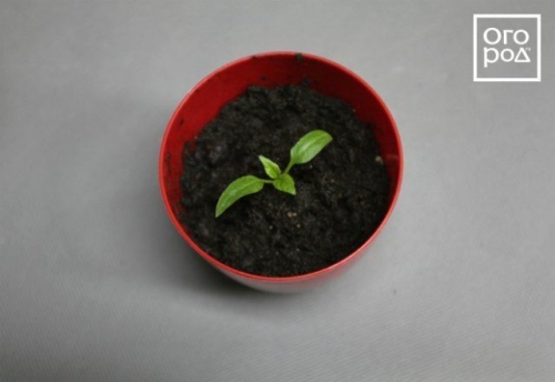 Посев семян перца на рассаду и пикировка: пошаговая инструкция