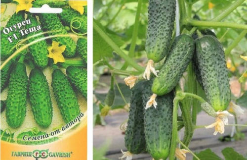 15 лучших сортов и гибридов пучковых огурцов: новинки и проверенные варианты