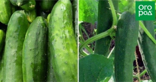 Лучшие сорта и гибриды огурцов для открытого грунта