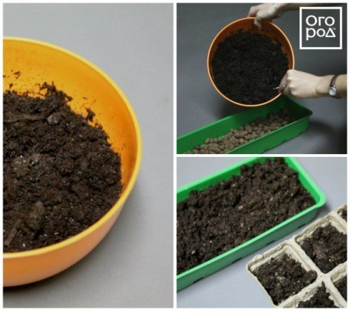 Посев семян перца на рассаду и пикировка: пошаговая инструкция