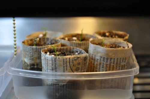 12 способов, как сделать горшочки для рассады своими руками