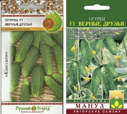 15 лучших сортов и гибридов пучковых огурцов: новинки и проверенные варианты