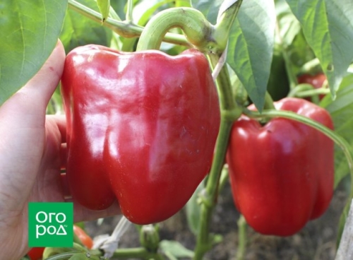 Самые сладкие сорта овощей: томаты, перцы, огурцы, свекла, морковь и тыква