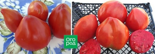 20 самых урожайных сортов томатов для теплицы