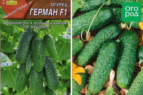 Лучшие сорта и гибриды огурцов без горечи (описание с фото)