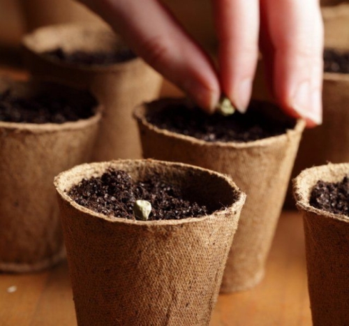 15 ошибок при выращивании рассады, которые мы допускаем чаще всего