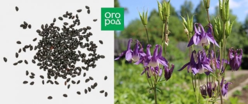 Что посеять в январе, если "чешутся руки"