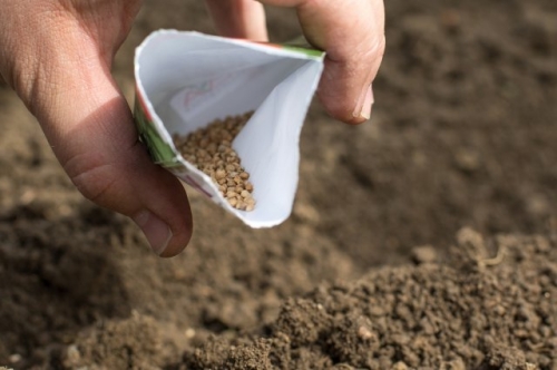 Что посеять в январе, если "чешутся руки"